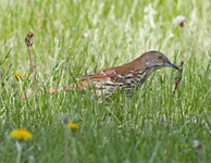 Brown Thrasher 0265
